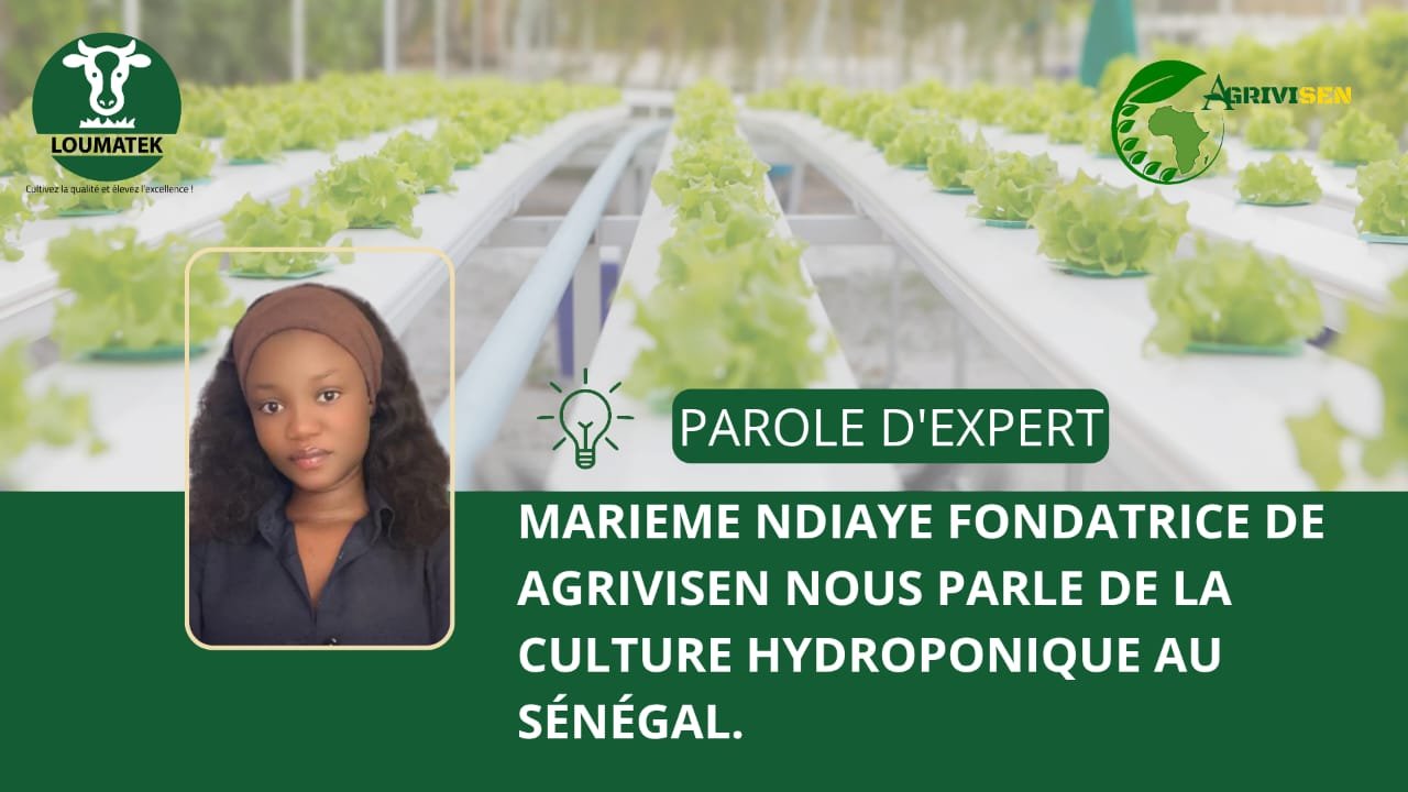 LA CULTURE HYDROPONIQUE AU SÉNÉGAL : UNE ALTERNATIVE DURABLE À LA CULTURE EN SOL .