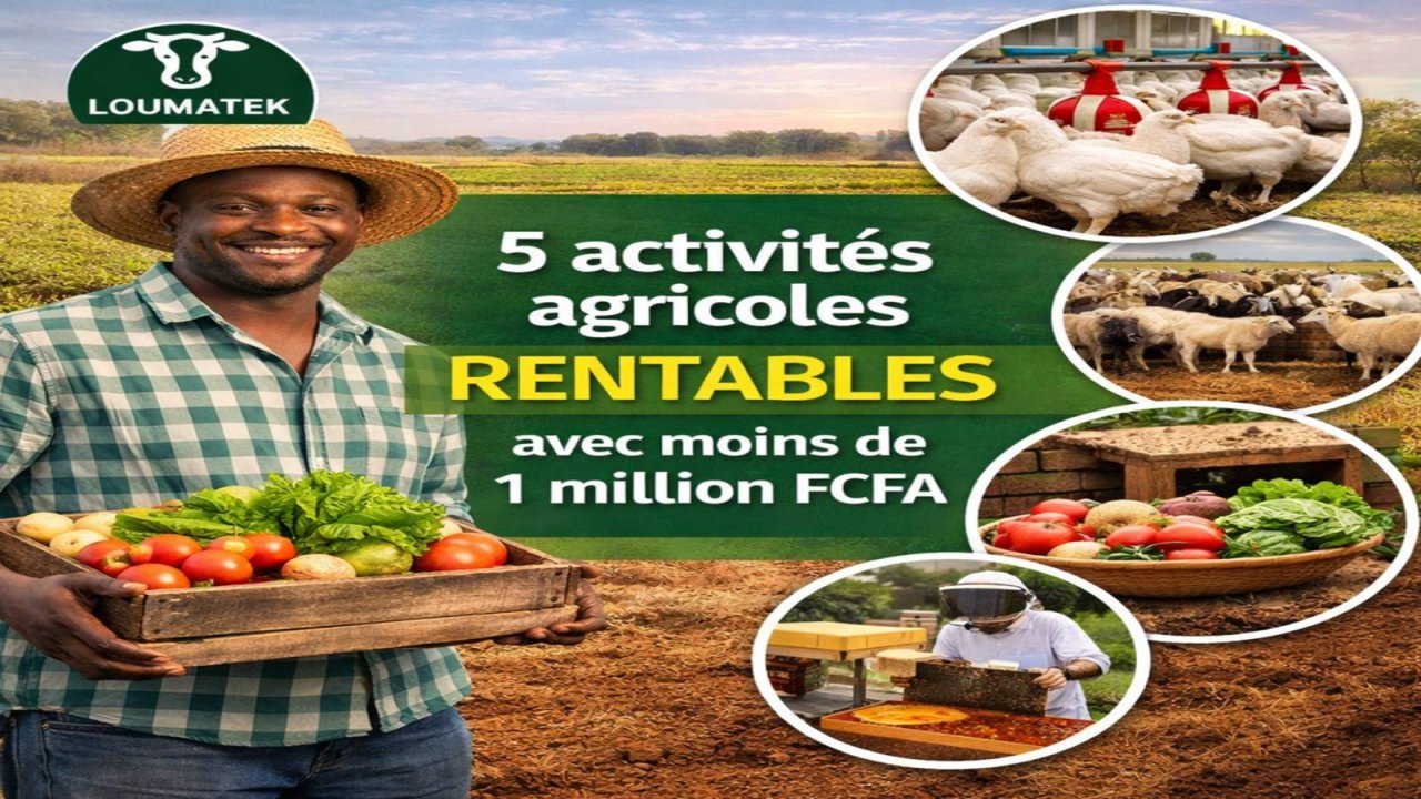 5 activités agricoles rentables au Sénégal avec moins de 1 million FCFA