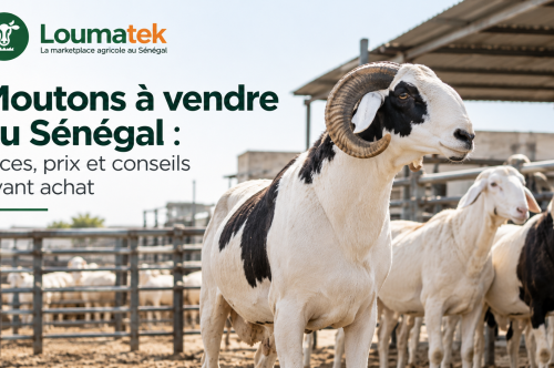 Moutons à vendre au Sénégal : races, prix et conseils avant acha