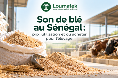 Son de blé au Sénégal : prix, utilisation et rôle dans l’alimentation animale