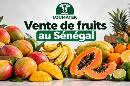 Vente de fruits au Sénégal : où trouver des producteurs et acheter en gros ?