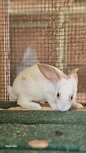 Lapin de Race