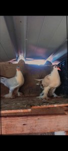 Couple Pigeon  Lahore pure souche