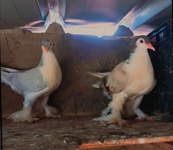 Couple Pigeon  Lahore pure souche