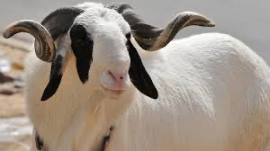 Mouton