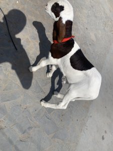Mouton azawat