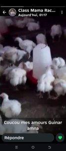 Poulets de chair de très bonne qualite