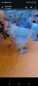Poussins Brahmâ bleu caillouté et poussins herminé