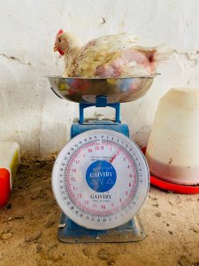 Poulet de chair