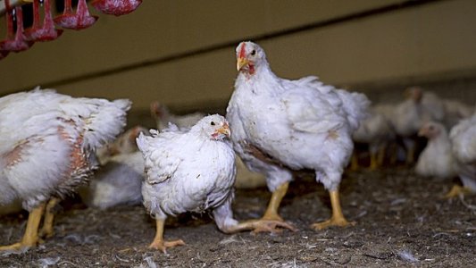 Poulet de chair