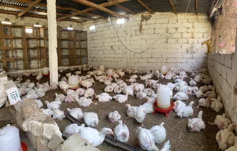 Poulet de chair 3000 fcfa