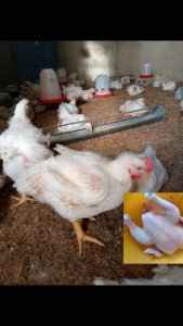 Poulet de chair 2 Kg  Touba