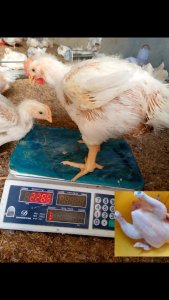Poulet de chair 2 Kg  Touba