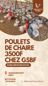 Poulets de chair  3000f ,  1,5 kg