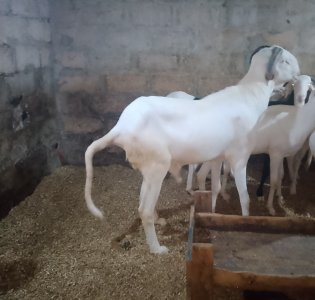 Mouton Ladoum