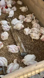 Poulet 2700 fcfa