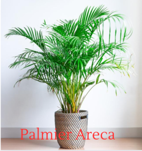 Palmier areca