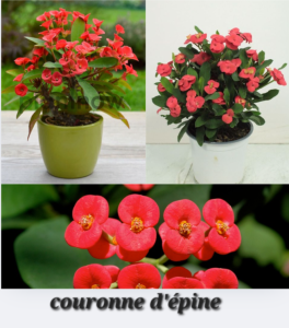 Couronne d'épine