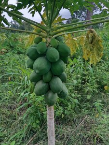 PAPAYE BIO SANS pesticides