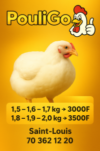 Poulets de chairs