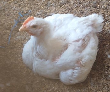 Poulet de chair