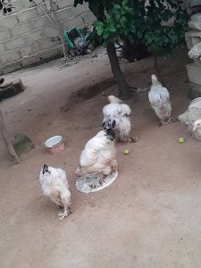 Poulet Brahman à thiés