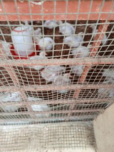 Poulet