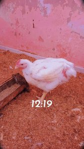 Poulets de chair  keur Dior