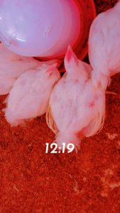 Poulets de chair  keur Dior