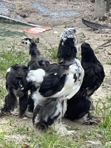 Poulet Brahman pure souche