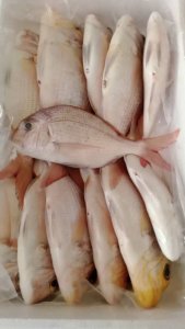 Poisson frais Dorade