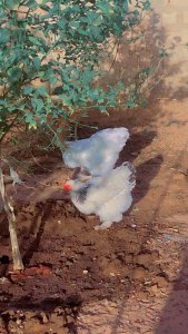 Poulet Hermine original