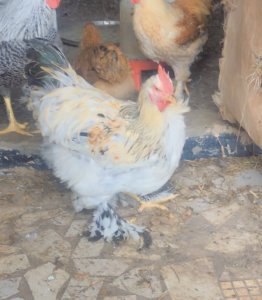 Mâle Brahman bonne santé
