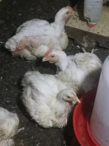 Poulet de chair