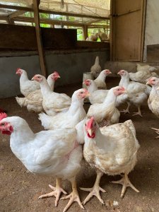Poulets de chair 3000 f Thies