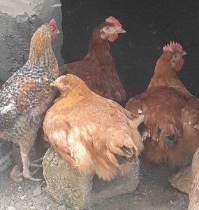 Poulet