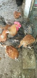Poulet
