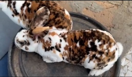 Couple lapin  Rex tricolore