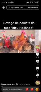 BLeu holande