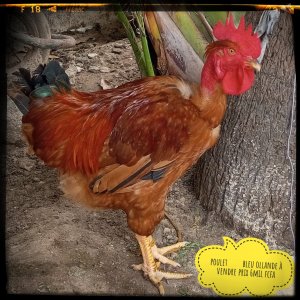 Poulet