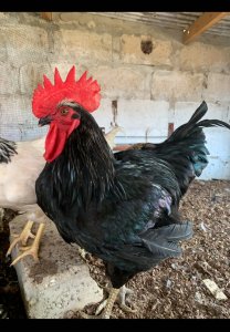 Poulet Raibow plus