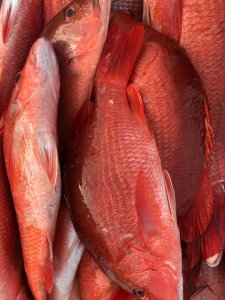 Poissons frais