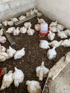 Poulet de chair