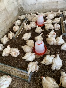 Poulet de chair