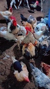 Poulet Goliath