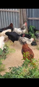 Poulet local amélioré