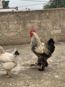 Mal à vendre 15 mille