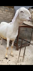 Femelle azawate en gestation 3 mois