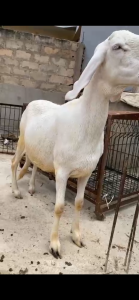 Femelle azawate en gestation 3 mois