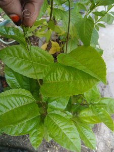 Arbre fruitier